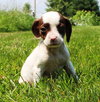 Tl Litter Darcy - ADOPTED 09.20.14
