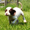 Tl Litter Darcy - ADOPTED 09.20.14