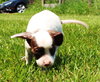 Tl Litter Darcy - ADOPTED 09.20.14