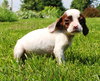 Tl Litter Darcy - ADOPTED 09.20.14