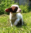 Tl Litter Darcy - ADOPTED 09.20.14