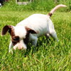 Tl Litter Darcy - ADOPTED 09.20.14