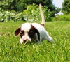 Tl Litter Darcy - ADOPTED 09.20.14