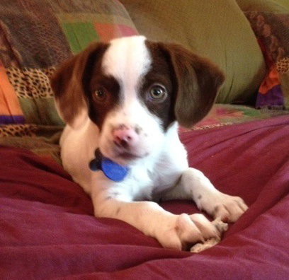 Tl Litter Darcy - ADOPTED 09.20.14