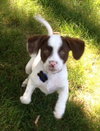 Tl Litter Darcy - ADOPTED 09.20.14