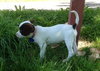 Tl Litter Darcy - ADOPTED 09.20.14