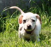 Tl Litter Donna - ADOPTED 08.03.14