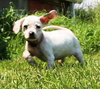 Tl Litter Donna - ADOPTED 08.03.14