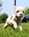 Tl Litter Donna - ADOPTED 08.03.14