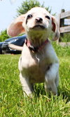 Tl Litter Donna - ADOPTED 08.03.14