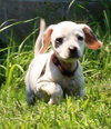 Tl Litter Donna - ADOPTED 08.03.14