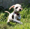 Tl Litter Donna - ADOPTED 08.03.14