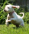 Tl Litter Donna - ADOPTED 08.03.14