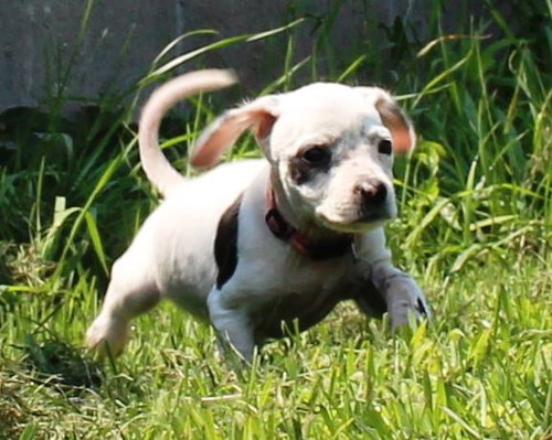 Tl Litter Donna - ADOPTED 08.03.14