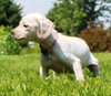 Tl Litter Donna - ADOPTED 08.03.14