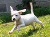 Tl Litter Donna - ADOPTED 08.03.14