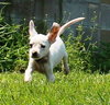 Tl Litter Donna - ADOPTED 08.03.14