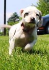 Tl Litter Donna - ADOPTED 08.03.14