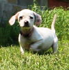 Tl Litter Donna - ADOPTED 08.03.14