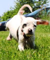Tl Litter Donna - ADOPTED 08.03.14