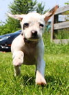 Tl Litter Donna - ADOPTED 08.03.14