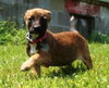 Tl Litter Dani - ADOPTED 08.02.14