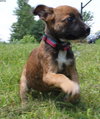 Tl Litter Dani - ADOPTED 08.02.14
