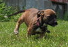 Tl Litter Dani - ADOPTED 08.02.14