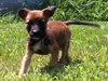 Tl Litter Dani - ADOPTED 08.02.14