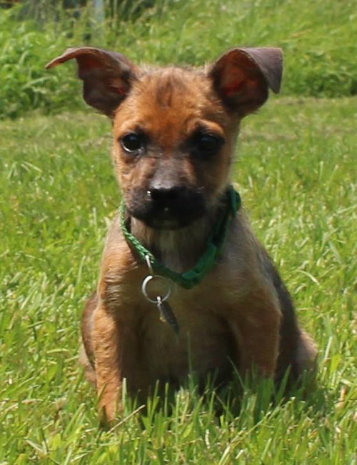 Tl Litter Donald - ADOPTED 08.22.14