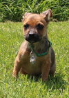 Tl Litter Donald - ADOPTED 08.22.14