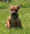 Tl Litter Donald - ADOPTED 08.22.14