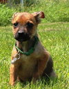 Tl Litter Donald - ADOPTED 08.22.14