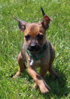 Tl Litter Donald - ADOPTED 08.22.14