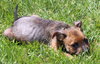 Tl Litter Donald - ADOPTED 08.22.14