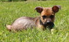 Tl Litter Donald - ADOPTED 08.22.14