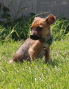 Tl Litter Donald - ADOPTED 08.22.14