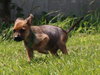 Tl Litter Donald - ADOPTED 08.22.14