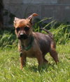 Tl Litter Donald - ADOPTED 08.22.14
