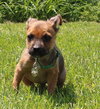 Tl Litter Donald - ADOPTED 08.22.14