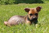 Tl Litter Donald - ADOPTED 08.22.14