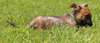 Tl Litter Donald - ADOPTED 08.22.14