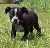 Ul Litter Erie - ADOPTED 08.24.14