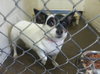 Shortcake - ADOPTED 08.19.14