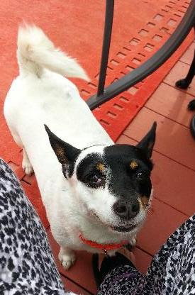 Shortcake - ADOPTED 08.19.14