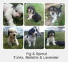 Yl Litter Lavendar - ADOPTED 08.10.14