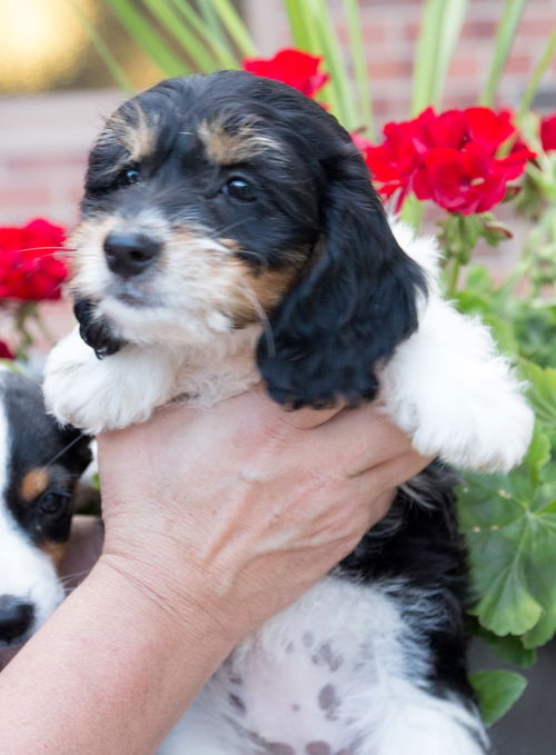 Yl Litter Lavendar - ADOPTED 08.10.14