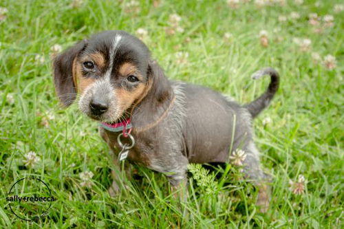 Yl Litter Tonks - ADOPTED 08.10.14