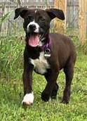 Zl Litter Milky Way - ADOPTED 08.18.14