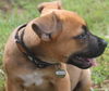 Zl Litter Twizzler - ADOPTED 08.03.14